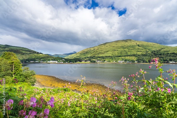 Fototapeta Pink flowers on the shores of Loch Long near Arrochar, Argyll, Scotland, Britain