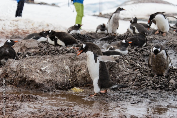 Fototapeta Gentoo penguin going with stone in beak