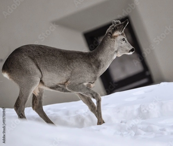 Obraz deers in the wild 