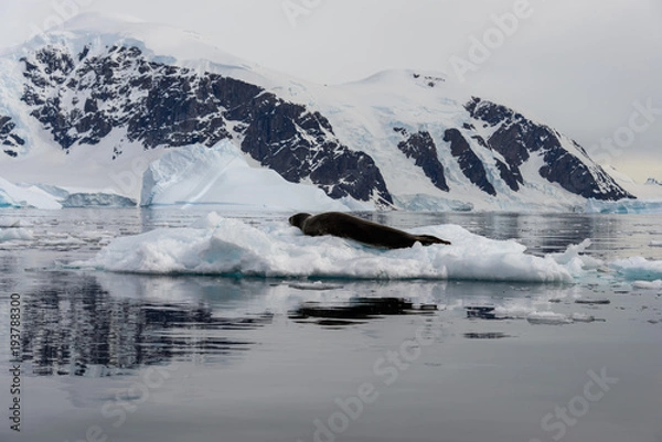 Obraz Leopard seal on ice