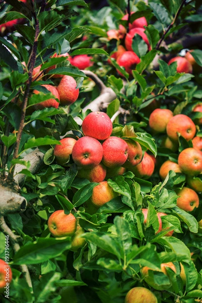 Obraz Juicy red apples on the branches of a tree