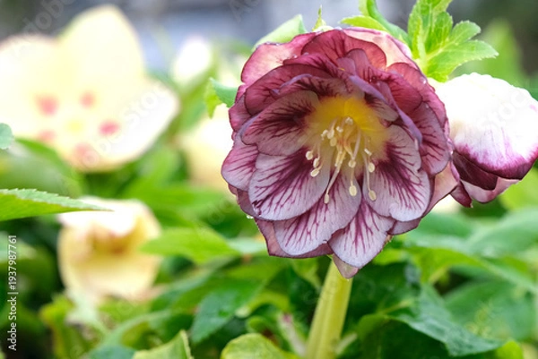 Obraz 雨上がりのクリスマスローズ