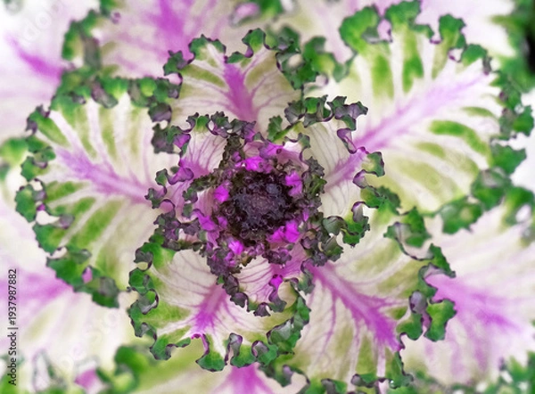 Obraz 宝石のような蕾