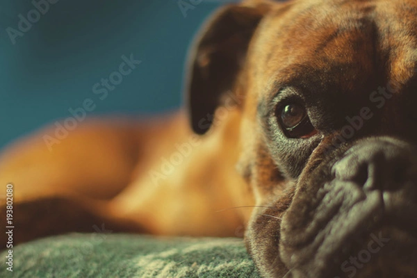 Obraz Boxer laying on a blanket