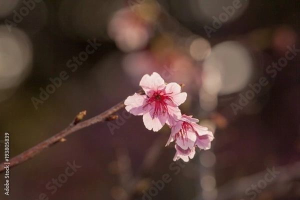 Obraz 春を彩る桜の木