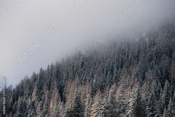 Obraz Dentro la foresta 