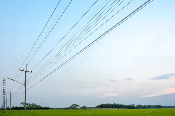 Obraz Image of the power line and concrete poles in the green rice field.