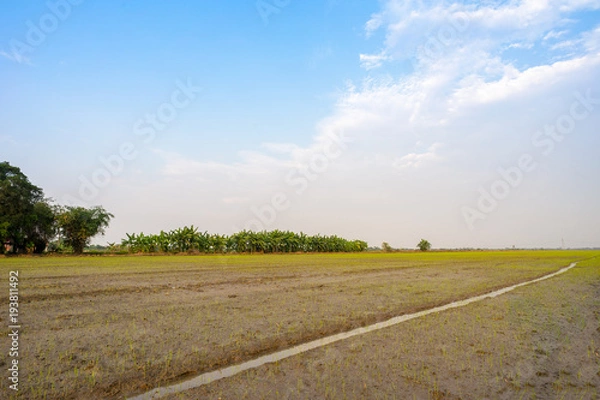 Obraz Image of jasmine rice farm at a rural part of Thailand.