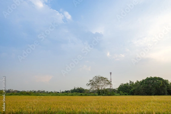 Obraz Image of jasmine rice farm at a rural part of Thailand.