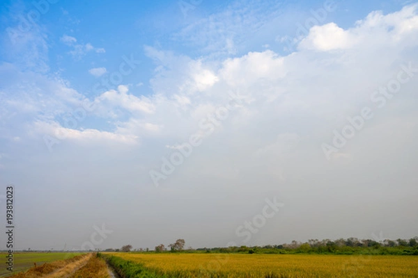 Obraz Image of jasmine rice farm at a rural part of Thailand.