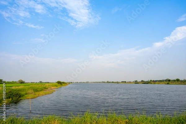 Obraz Image of swamp in the rice farm. 