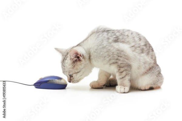 Fototapeta Small kitten looking at computer mouse