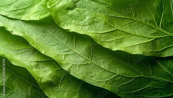 Obraz 葉脈のような繊維模様が表面に浮かぶ新緑の和紙全面俯瞰テクスチャ写真