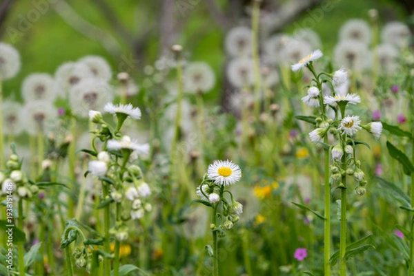 Obraz 春の野原に咲くハルジオンと背景に広がるタンポポの綿毛
