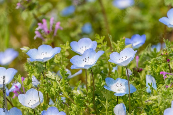 Obraz 春の公園で美しく咲くネモフィラの青い花と緑の草むら