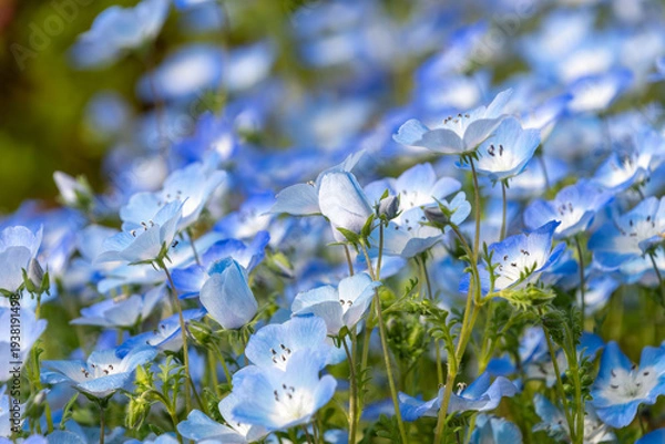 Obraz 光を浴びて群生するネモフィラの青い花と蕾のクローズアップ