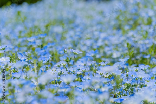 Obraz 春の風に揺れる広大なネモフィラ畑と美しい青空の風景