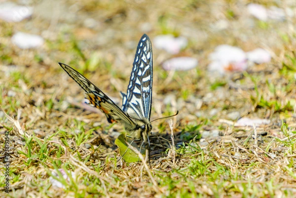 Obraz 春の地面に降り立ち羽を広げるアゲハチョウと散った桜の花びら