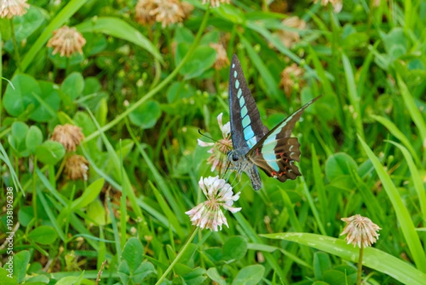 Obraz シロツメクサの蜜を吸うアオスジアゲハのクローズアップ