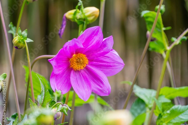 Obraz 陽光を浴びて鮮やかに輝く濃いピンクのダリア