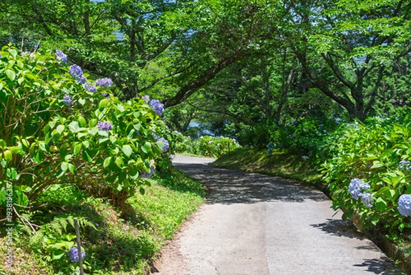 Obraz アジサイが咲き誇る初夏の散歩道と木漏れ日の風景
