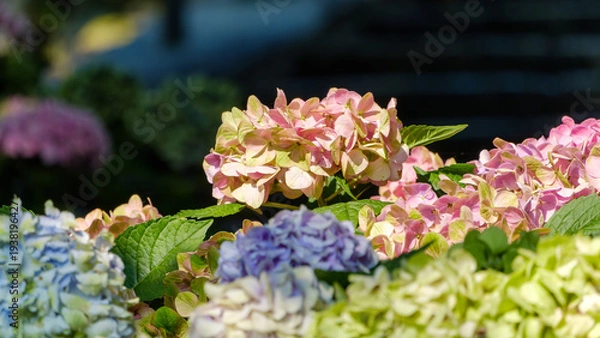 Obraz 様々な色が重なり合う美しいアジサイの花束のような風景