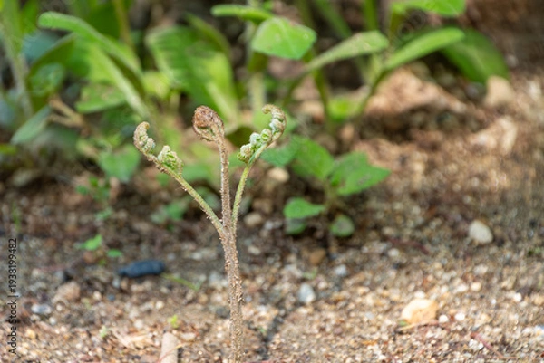 Obraz 春の訪れを告げる地面から芽吹いたばかりのゼンマイの若芽
