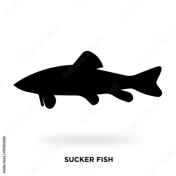 Obraz sucker fish silhouette