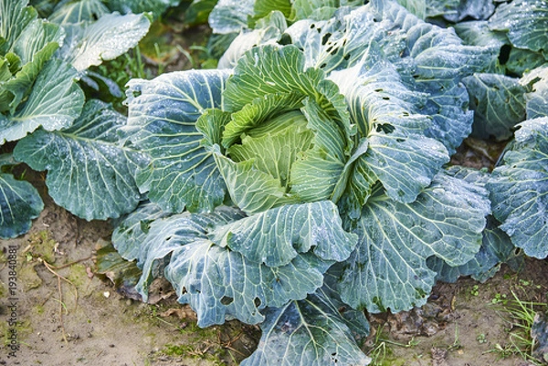 Obraz Cabbage