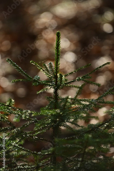 Fototapeta Sunlight rays in forest, little green fir tree