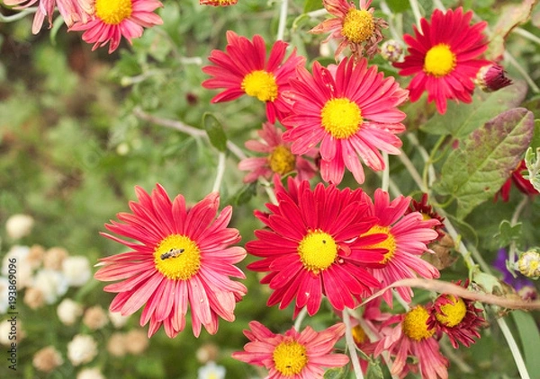 Fototapeta Beautiful bright, red daisies grow in the garden.  A bouquet of red daisies.