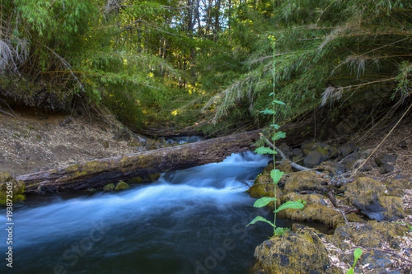 Obraz Bajada de estero