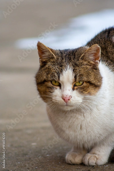 Fototapeta close up cat with yellow eyes lying on concrete in winter