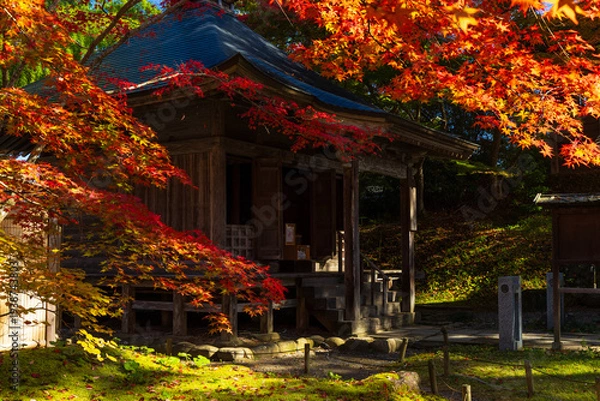 Obraz 日本の風景・秋　岩手県平泉町　紅葉の世界遺産中尊寺　阿弥陀堂