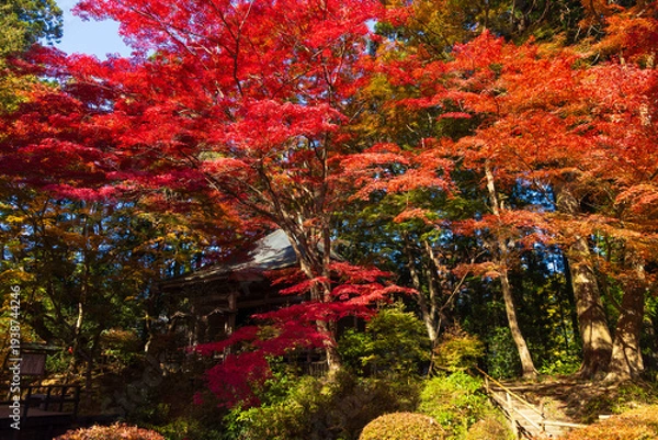Obraz 日本の風景・秋　岩手県平泉町　紅葉の世界遺産中尊寺
