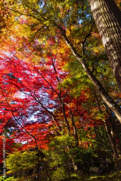 Obraz 日本の風景・秋　岩手県平泉町　紅葉の世界遺産中尊寺