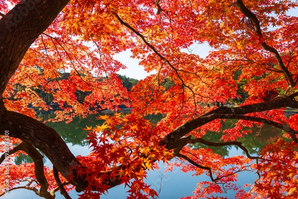 Obraz 日本の風景・秋　岩手県平泉町　紅葉の世界遺産毛越寺