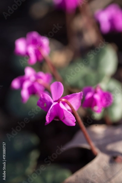 Obraz Spring flowers of cyclamen