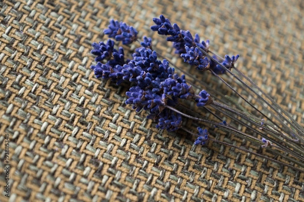 Obraz ラベンダー