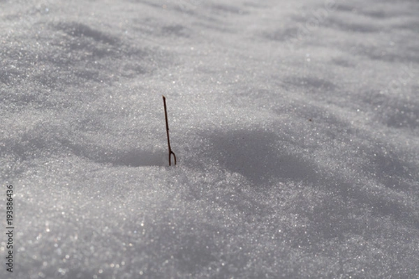 Fototapeta 何かが刺さっている