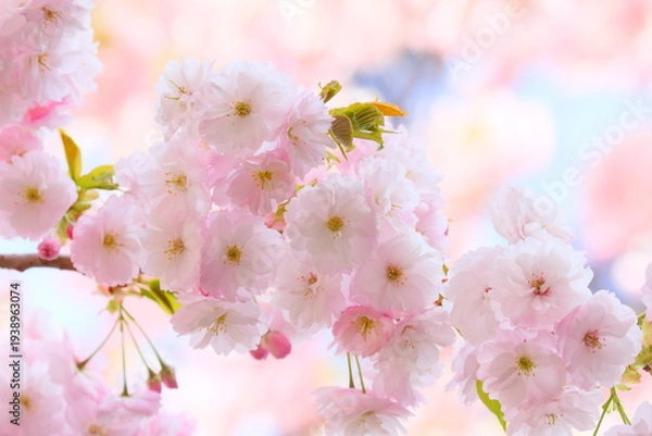 Obraz 満開の八重桜