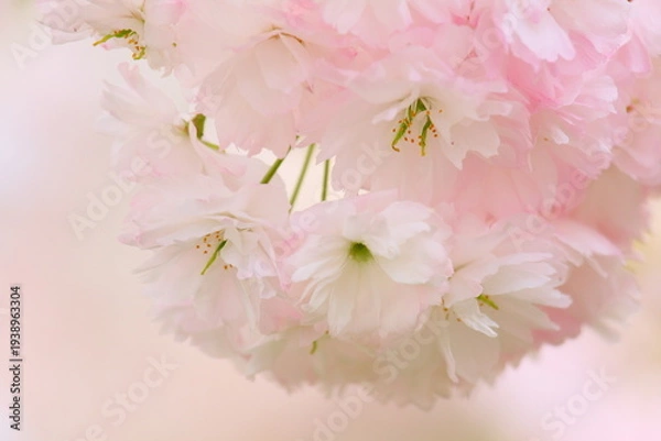 Obraz 八重桜のクローズアップ