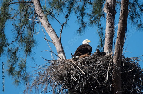 Fototapeta A bald eagle and an eaglet sit in their nest