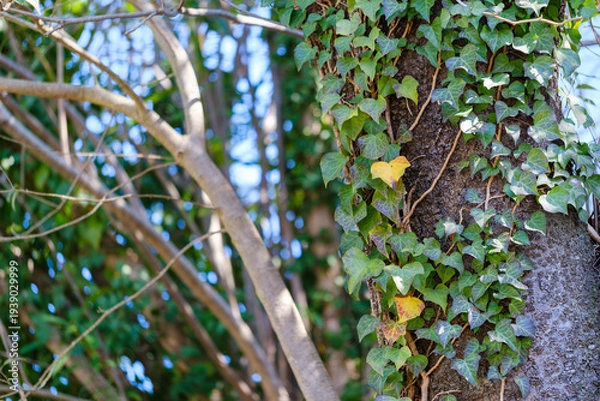 Obraz 散歩の途中で見つけた春の風景