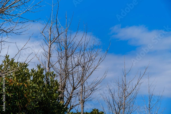 Obraz 散歩の途中で見つけた春の風景