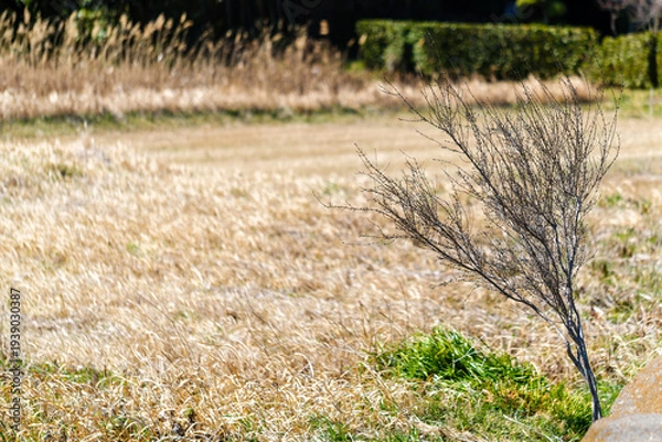 Obraz 散歩の途中で見つけた春の風景