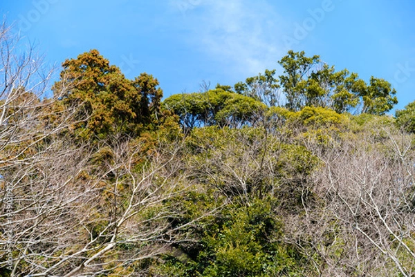 Obraz 散歩の途中で見つけた春の風景