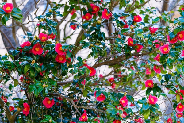 Obraz 散歩の途中で見つけた春の風景