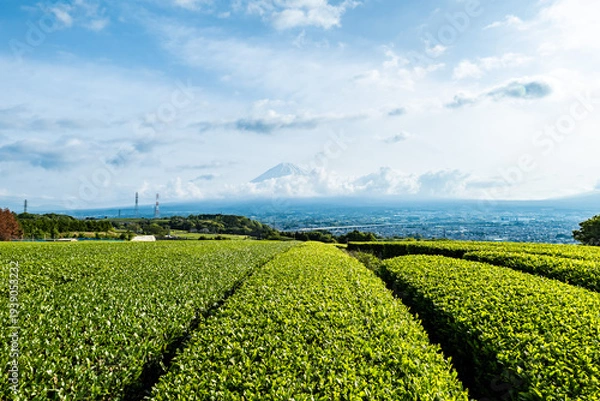 Obraz 静岡県富士市にある岩本山の緑茶の茶畑と富士市街並みと富士山