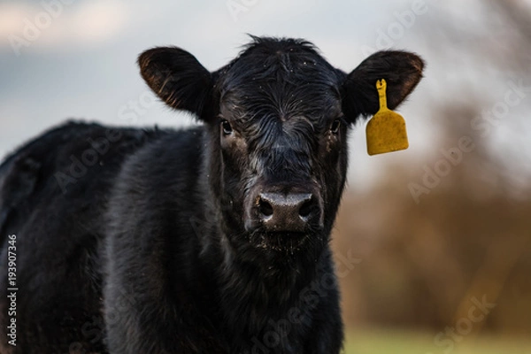 Obraz Black Angus calf close up